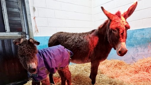 Solus and Mistletoe in our care.
