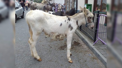 Walshie found abandoned at a horse fair.