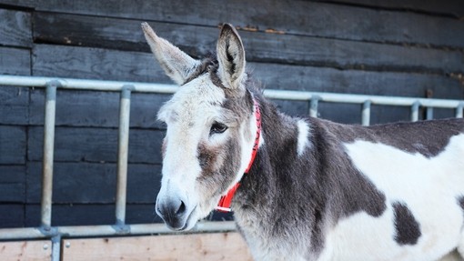 Adoption donkey Nollaig.