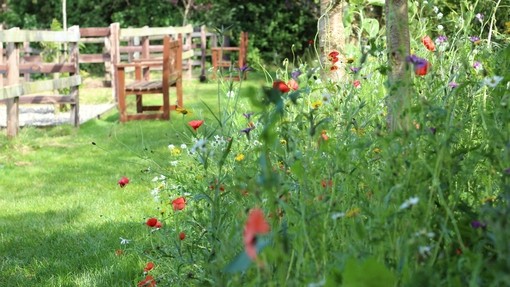 Wildflowers along edge of walkways at Open Farm.