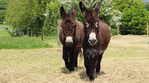 Two brown donkeys walking through their paddock