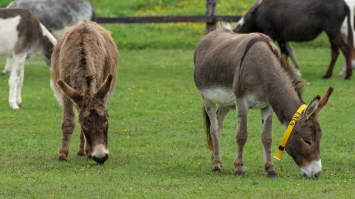 Mother and son donkey grazing in a field