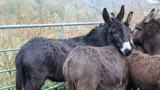 Group of wet and cold donkeys