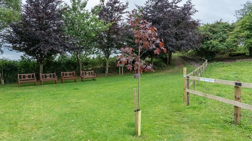 Young tree planted in memory