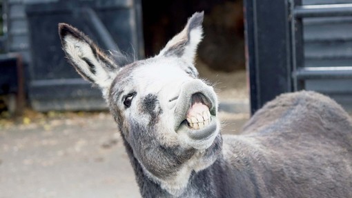 Echo smiling at our Open Farm