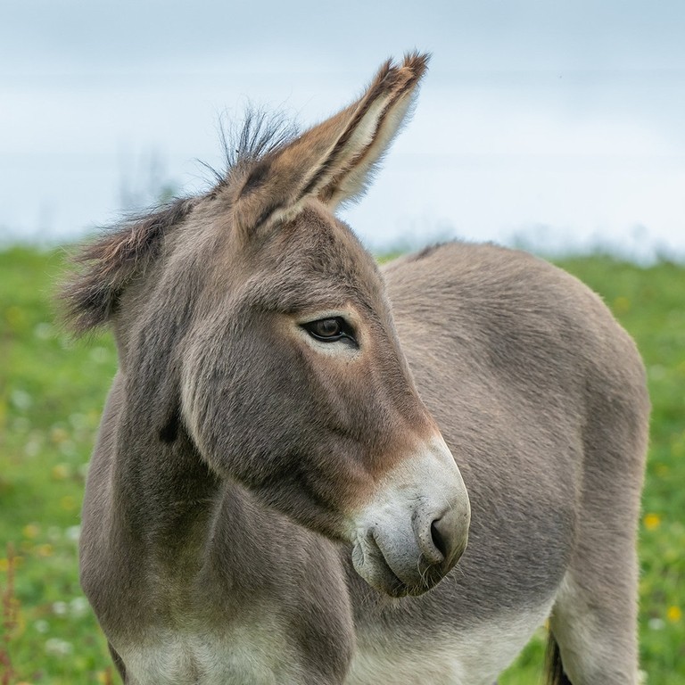 Brown adoption donkey Mary