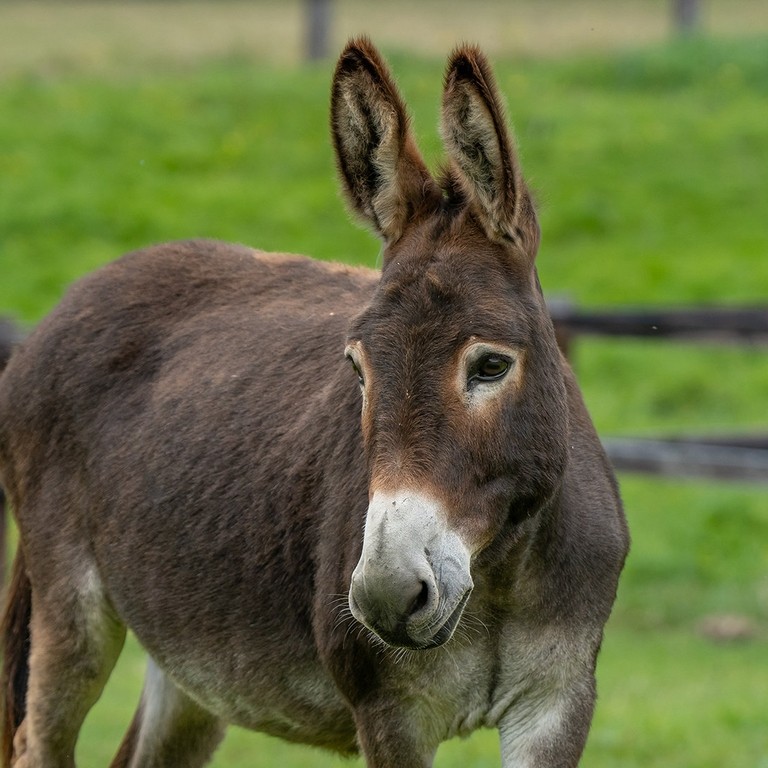 Brown adoption donkey Orlaith Jane