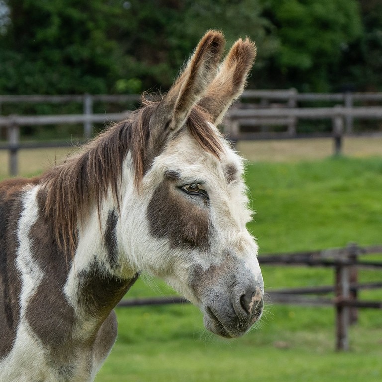 Brown and white adoption donkey Richie