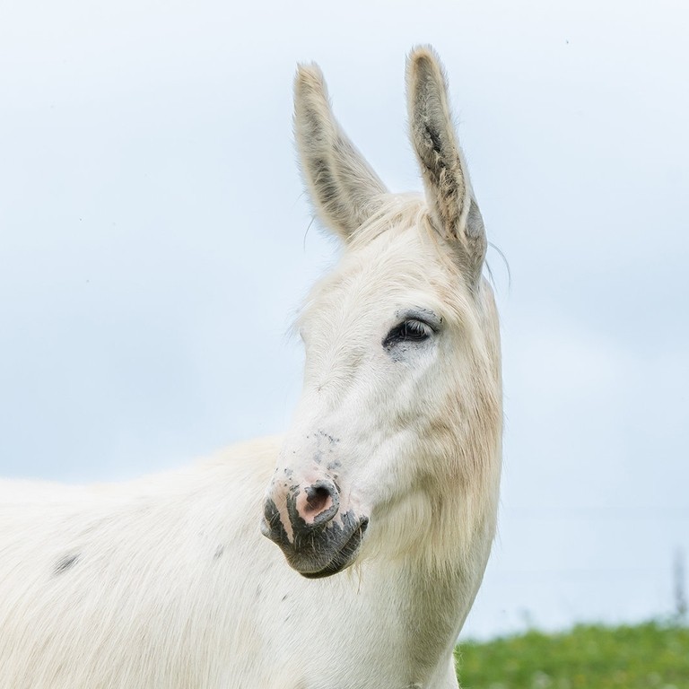 White adoption donkey Snowdrop