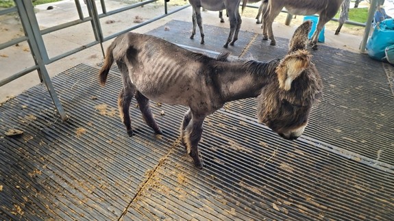 An extremely underweight donkey foal
