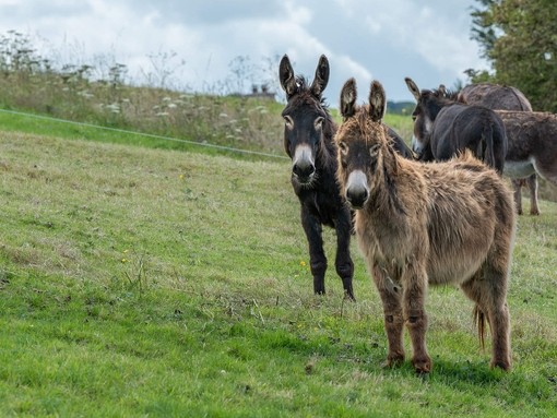 Two donkeys standing in a field