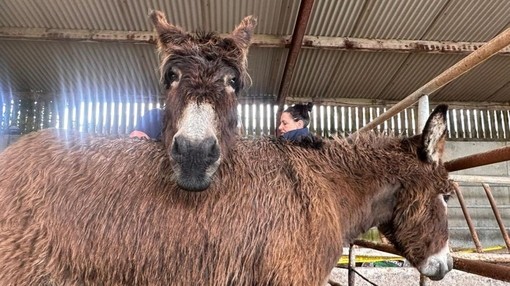 Two donkeys on their way to their new home.