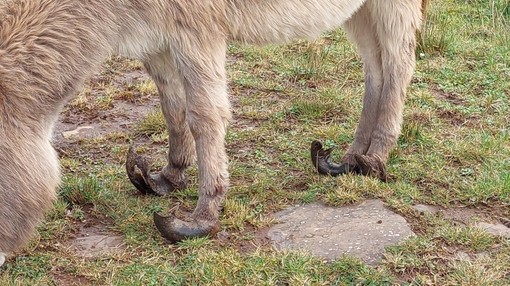Donkey with long and painful hooves.