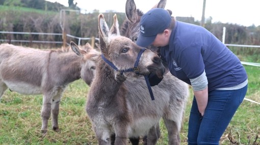 A young grey donkey foal with a donkey welfare adviser