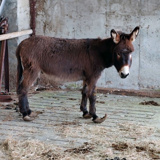 Donkey with long hooves from Galway case