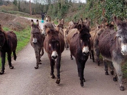 Large group of donkeys walking down a remote road.