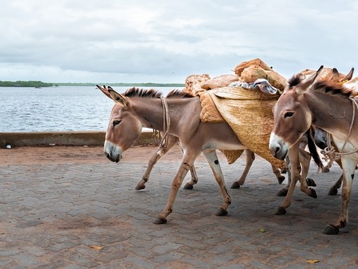 A group of donkeys walking along seafront of Lamu