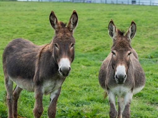 Two donkeys standing in a field looking straight ahead