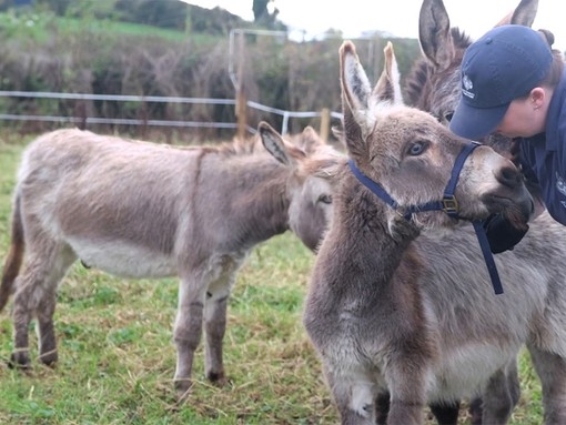 A young grey donkey foal with a donkey welfare adviser