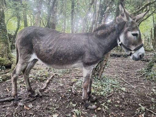 A underweight grey donkey stood in a forest with overgrown hooves