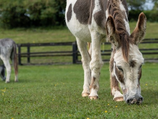 Adoption donkey Richie grazing in field