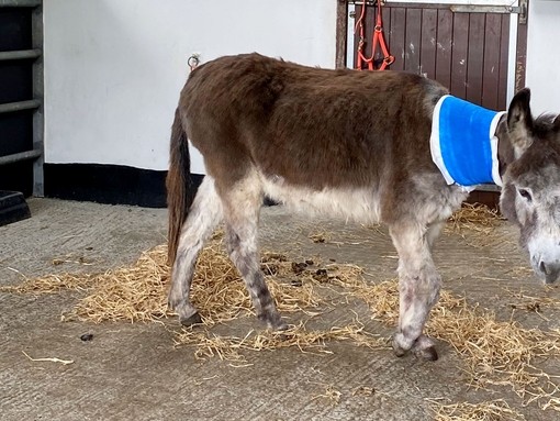 Frazer the donkey in hospital box wearing a bandage