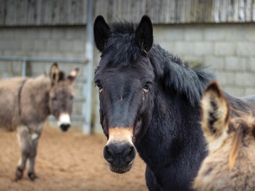 A black mule and two donkeys standing in an outdoor paddock