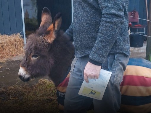 Rinceoir brown donkey foal standing in yard of new home with owner